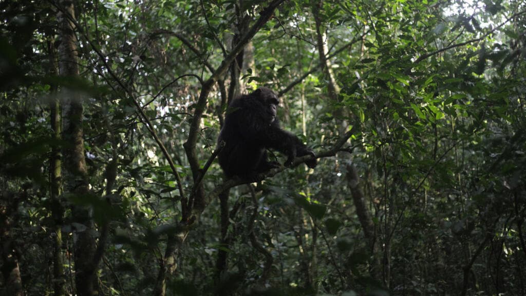 L'énigme de la guerre civile chez les chimpanzés en Ouganda