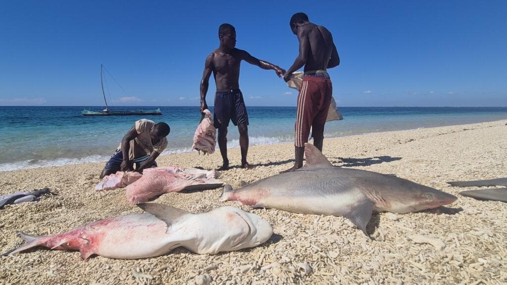 Madagascar : Les Vezo, gardiens de la mer menacés par la surpêche